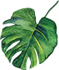 树叶 png 素材