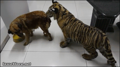 虎崽：给点吃的我呀~狗：吃你妈逼！哎呀~...