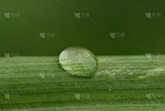 水滴,水,水平画幅,纹理效果,无人,湿,早晨,特写,非凡的