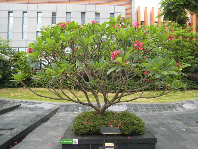 红花鸡蛋花