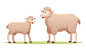 Sheep with cute cub cartoon illustration vector