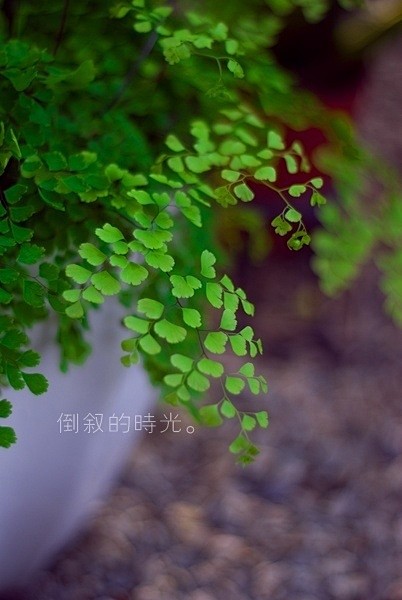 绿色养眼手机壁纸_唯美图片