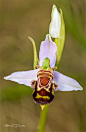 Ophrys apifera by Bruno Durán on 500px