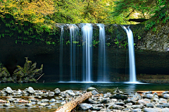 丨Do采集到丛林 花田 草地 流水 动物