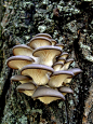 侧生紫蘑菇