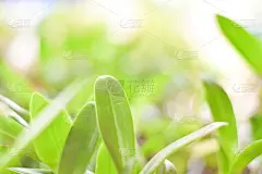近距离的绿色树叶的自然视图在模糊的绿色背景。绿化植物景观、生态概念。
