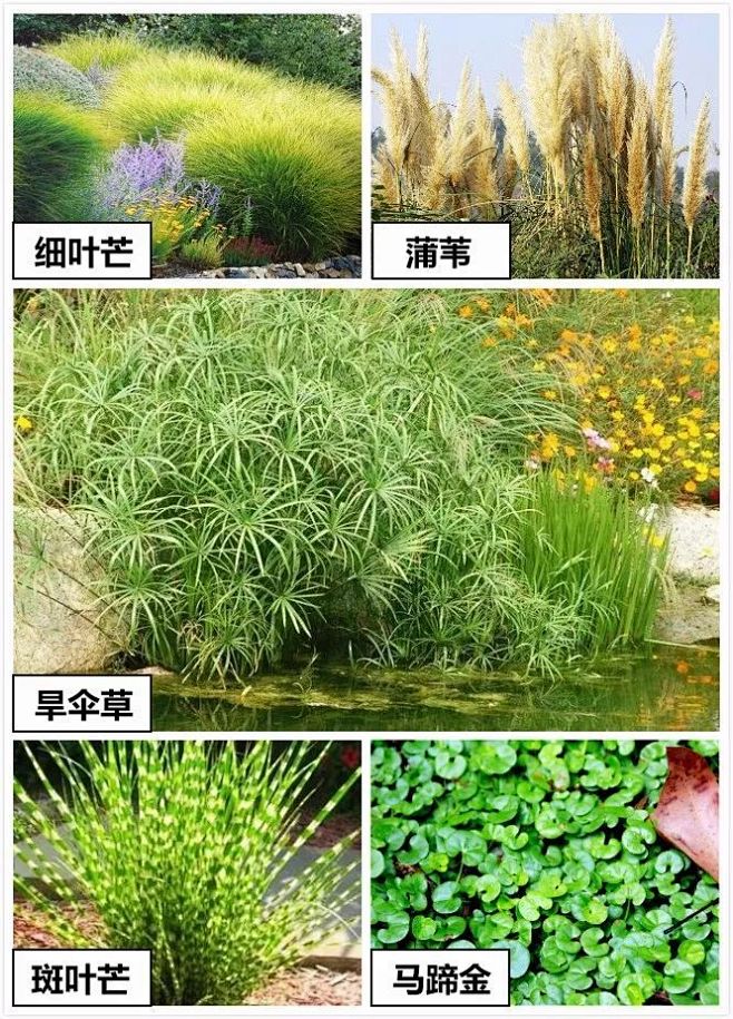 雨水花园 | “海绵城市”的试点工程_植...