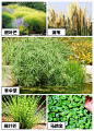 雨水花园 | “海绵城市”的试点工程_植物 : 植物对于雨水中污染物质的降解和去除机制主要有三个方面：一是通过光合作用，吸收利用氮、磷等物质；二是通过根系将氧气传输到基质中，在根系周边形成有氧区和缺氧区穿插存在的微处理单元，使得好氧、缺氧和厌氧微生物…