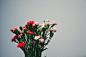 carnations, flowers, plant