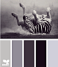 zebra tones