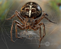 Araneus diadematus, Dariusz Andrulonis : New render for  objects made for educational portal.