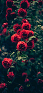 红色玫瑰花高清手机壁纸