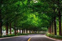 路,水杉,皱纹,潭阳郡,美,里山,水平画幅,美人,早晨,夏天
