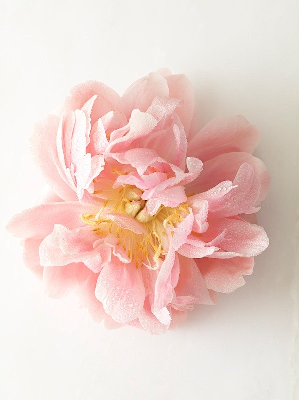 peony