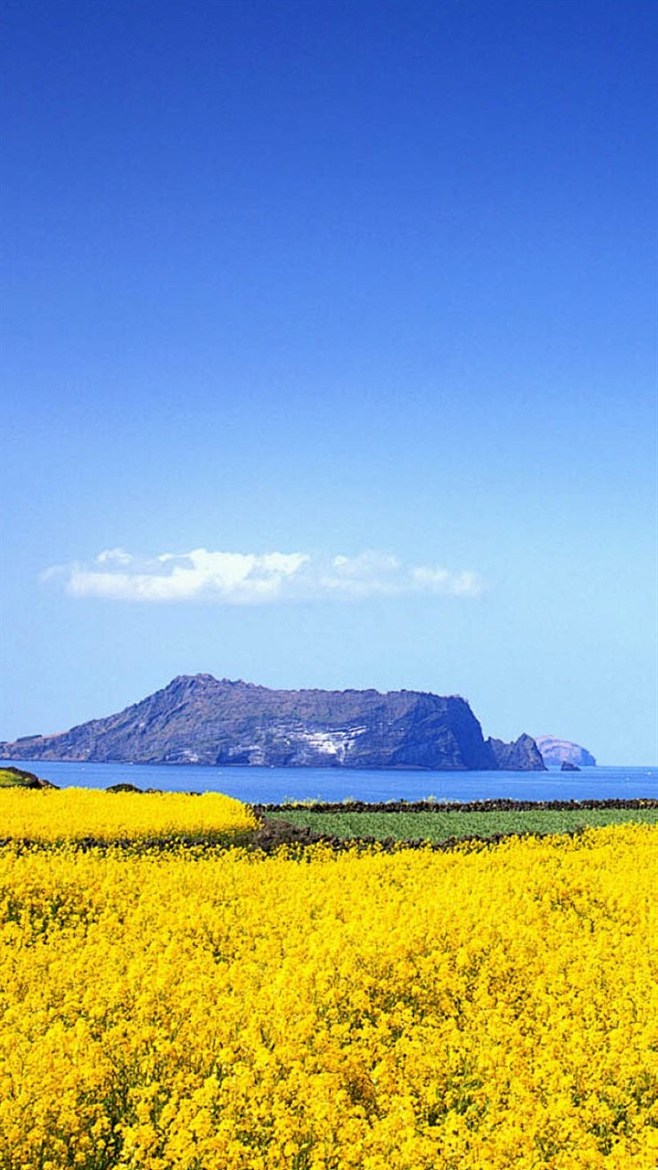 美丽油菜花田。