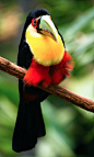 Red-Breasted Toucan