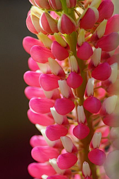 ZHIZ采集到陌上花开