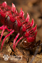 泰国2007年发现的一种新型的剧毒节肢动物——红龙蜈蚣，长的也非常地狱