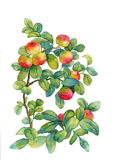 一世核桃儿  的插画 有?果?吃@北坤人素材