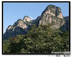 山楂树  红山楂