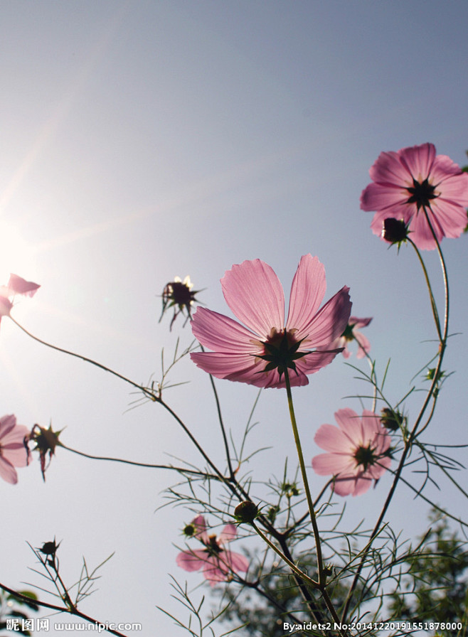 格桑花