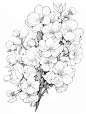 百花系列之【一支桃花】线稿可临摹可涂色_1_林兮吖_来自小红书网页版