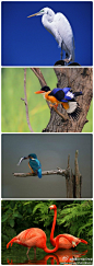 [斯里兰卡] 斯里兰卡旅行专家： 在斯里兰卡，鸟类最能证明这是片不可思议的土地。这里的鸟类超过450种其中包括原住鸟类和候鸟，说斯里兰卡是观鸟者的天堂一点都不过分。