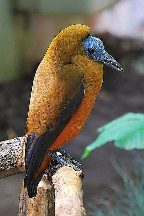 雀形目伞鸟科三色伞鸟属三色伞鸟