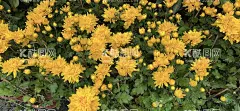 小野花  - 源文件下载【酷图网】雏菊,花卉,菊花,鲜花,春天,夏天,路边野花,小野花,小清新,雏菊花海,家居盆栽,高清壁纸,花壁纸,花高清壁纸,壁纸,盆栽,盆景,花圃,花园,公园,公园花草,公园绿化,园林景观,花店,卖花,花市,