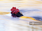 Red maple leaf (Acer rubrum) on rock in flowing water (long exposure)_创意图片