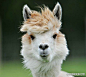 羊驼拥有在整个动物世界最迷人的头发。