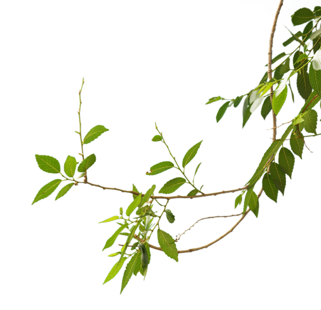 树枝 树叶png