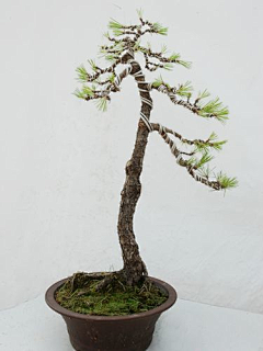 用户iyMwPVgD采集到植物造景