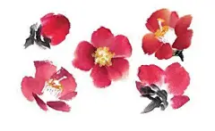 国画技法：山茶花的详细画法，真美！_花瓣 : 绘制整枝花卉时要注意枝干的走向，构图应注意山茶花的花头较小，绘制时要错落有致。 山茶花花头的基本画 2、画花瓣时可画五瓣，也可处理成四瓣，省去被蕊遮挡的一瓣。 3、用之前的画法画出全部…