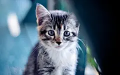 可爱小猫咪桌面壁纸大全