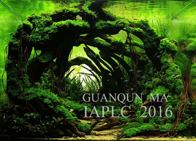 2016ada水草造景大赛参赛作品洞见水草造景cta南美水族poweredby