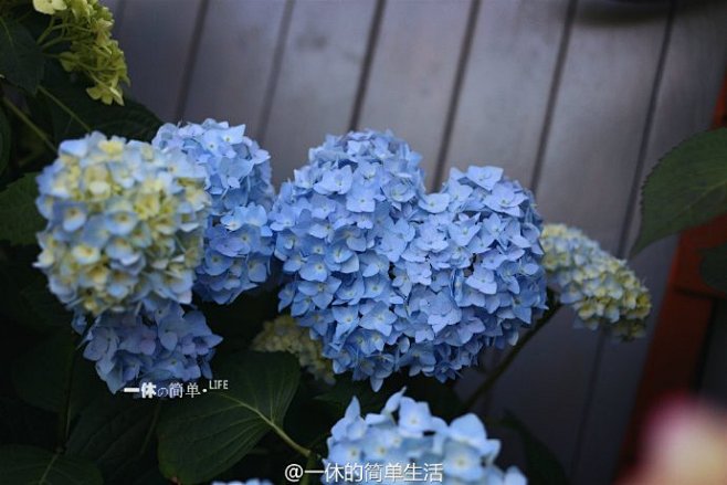 就是这个佳能饼干头啦、因为薄轻便宜所以买...