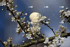 春天 花卉背景 花壁纸 花朵 美丽的花朵 光 梅花 性质