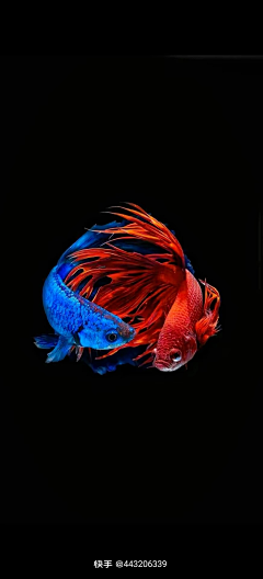 远山流水采集到水族世界