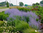 《中世花卉好物精选》——最美的花境植物：分药花_品种 : 夏季群开的蓝紫色花序点缀在银绿色的叶片和花茎上，浪漫又雅逸，是夏秋庭院中的一抹淡色的风景。目前分药花在我国境内的运用不及其他蓝紫色品种广泛，但因其耐性抗性较强与容易管理的特性，在欧洲作为薰衣草的栽植历史已有数…