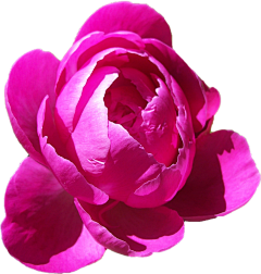 何小囡采集到花