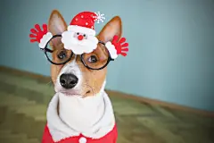 点击来源直接获取大图文件 |巴仙吉犬穿着圣诞老人套装。