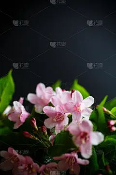粉色,自然美,垂直画幅,美,贺卡,无人,夏天,干净,特写,花束