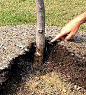 How To Mulch Around Plants Properly... my landscaper taught me this looooong ago: do NOT place mulch up against any tree trunk or plant main stem!!! it allows the bugs and diseases to attack the trunk in a completely protected area.  Leave approx. 3 in sp