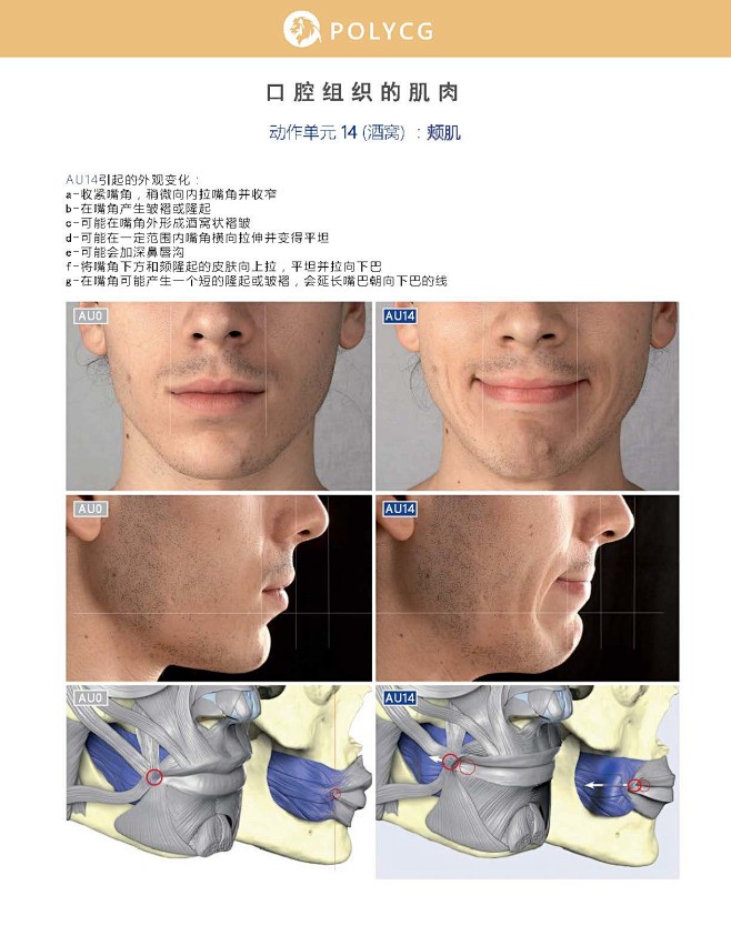 面部表情艺用解剖中文版_页面_097