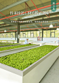 八马茶叶 2020春茶上市正宗安吉白茶散装绿茶新茶罐装30克-tmall.com天猫