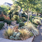 Drought tolerant landscape