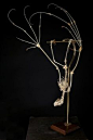 Taxidermy Bat Skeleton