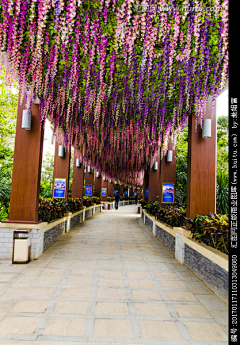 优利信王文君采集到仿真植物及花包装