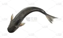 盘古鱼孤立在白色上